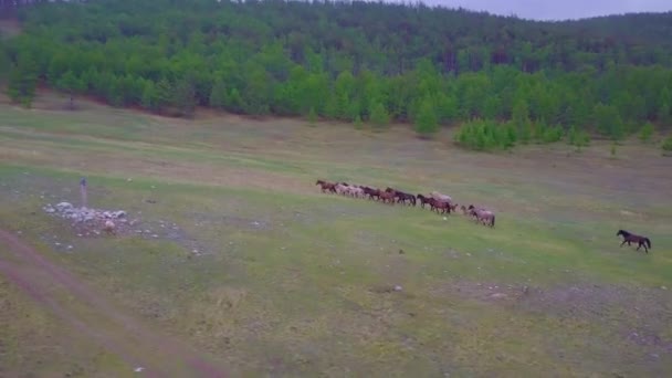 Prores Horses Aerial View Landscape — Stock Video