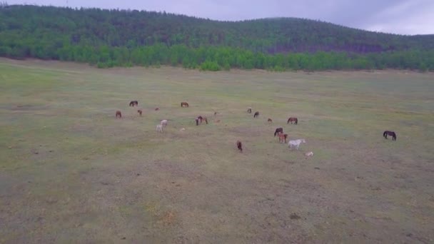 Prores Cavalos Vista Aérea Paisagem — Vídeo de Stock