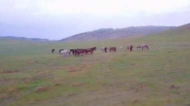 Prores.Horses havadan görünümden. Manzara.