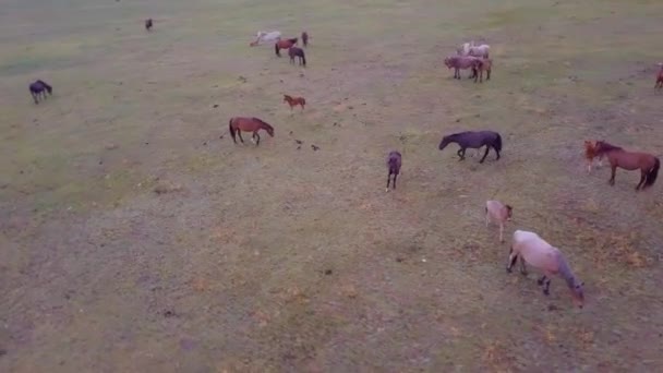 Prores Horses Aerial View Landscape — Stock Video