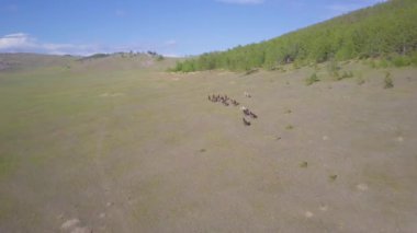 Prores.Horses havadan görünümden. Manzara.