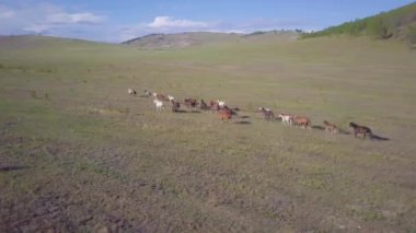 Prores.Horses havadan görünümden. Manzara.