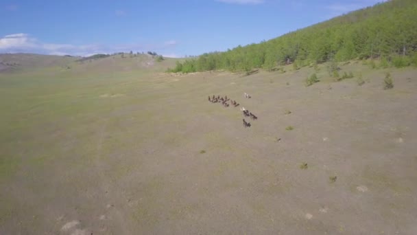 Prores Caballos Desde Vista Aérea Paisaje — Vídeos de Stock