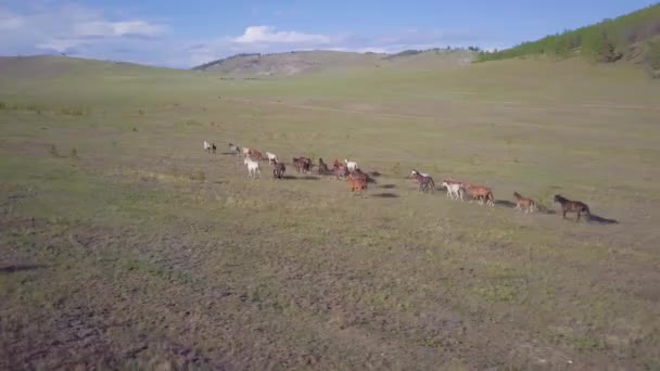Prores Horses Aerial View Landscape — Stock Video