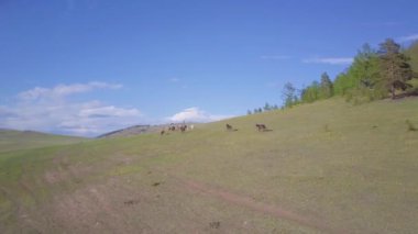 Prores.Horses havadan görünümden. Manzara.