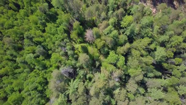 Prores Logboekregistratie Van Luchtfoto Siberische Woud — Stockvideo