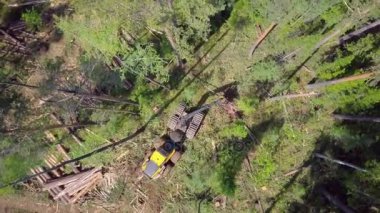 ProRes. Hava görmek, Sibirya orman günlüğü.