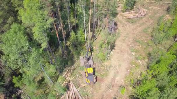 Prores Hava Görmek Sibirya Orman Günlüğü — Stok video