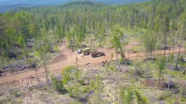 Prores Logging Aerial View Siberian Forest — Stock Video