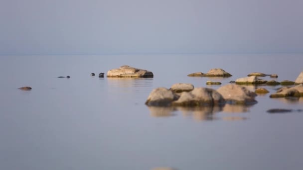 Cane Mare Foca Baikal Viaggio — Video Stock