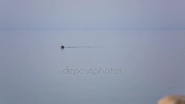 Sea Dog Seal Baikal Travel — Stock Video