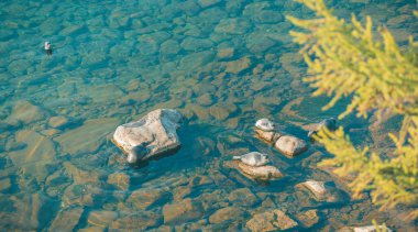 Deniz köpek, Baykal mühür. Seyahat.