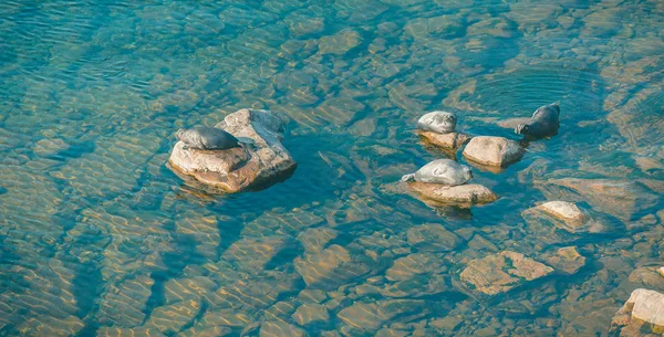 Deniz köpek, Baykal mühür. Seyahat.