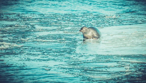 Sea Hund Tätning Baikal Resor — Stockfoto