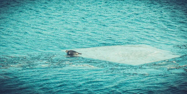 Deniz Köpek Baykal Mühür Seyahat — Stok fotoğraf