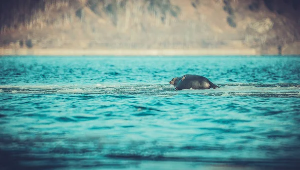 Deniz Köpek Baykal Mühür Seyahat — Stok fotoğraf