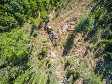 Hava görmek, Sibirya orman günlüğü.