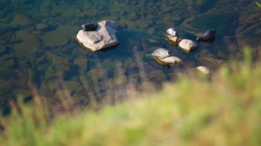 ProRes. Kayaların üzerinde dinlenme mühürler. Okyanusta mühür.