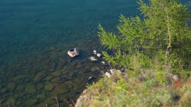Prores Seals Resting Rocks Seal Ocean — Stock Video