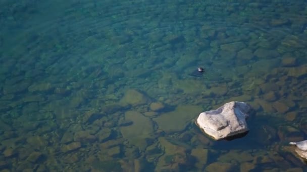 Prores Kayaların Üzerinde Dinlenme Mühürler Okyanusta Mühür — Stok video