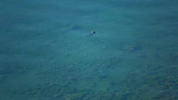 Prores海豹在岩石上休息 海豹在海洋 — 图库视频影像