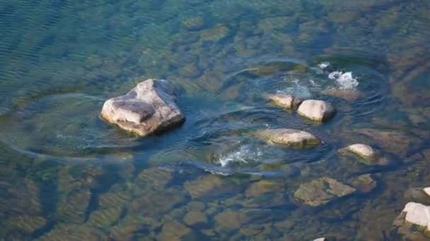 Prores Těsnění Skalách Těsnění Oceánu — Stock video