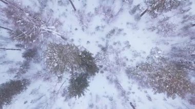 ProRes. Kış orman ve havadan görünümü kayalardan. Manzara.