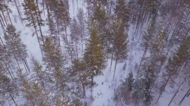 ProRes. Kış orman ve havadan görünümü kayalardan. Manzara.