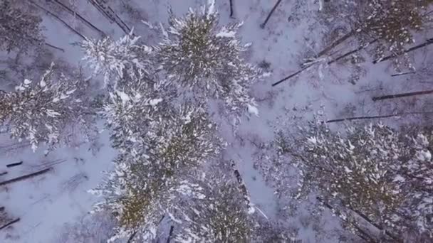 Prores Winterwald Und Felsen Aus Vogelperspektive Landschaft — Stockvideo