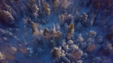 ProRes. Kış orman havadan görünümü. Manzara.