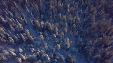 ProRes. Kış orman havadan görünümü. Manzara.