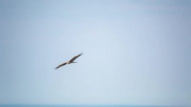 ProRes. Siyah uçurtma. Kuş. Doğa.