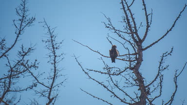 ProRes. Siyah uçurtma. Kuş. Doğa.