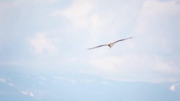 Prores Cometa Negra Bird Naturaleza — Vídeo de stock