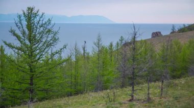 ProRes. Siyah uçurtma. Kuş. Doğa.