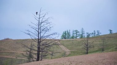 ProRes. Siyah uçurtma. Kuş. Doğa.