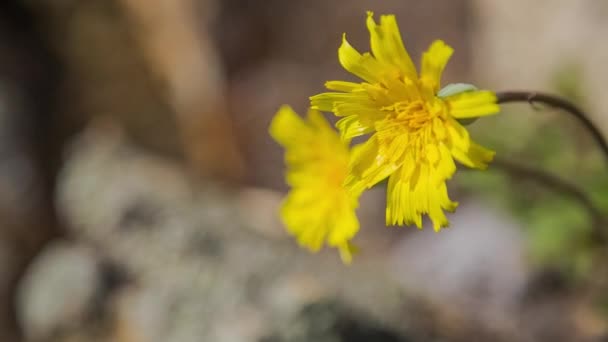 Prores Orilla Del Lago Baikal Rocas Paisaje — Vídeos de Stock