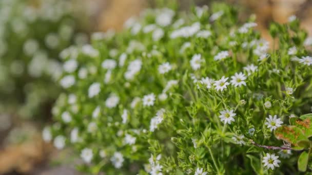 ProRes. Baïkal rivage du lac et des roches. Paysage .
