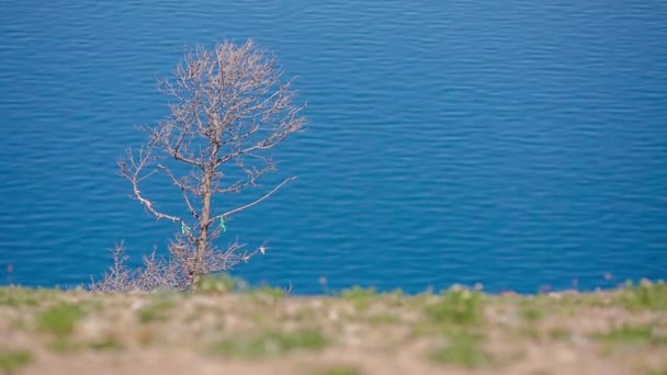 Prores Orilla Del Lago Baikal Rocas Paisaje — Vídeos de Stock