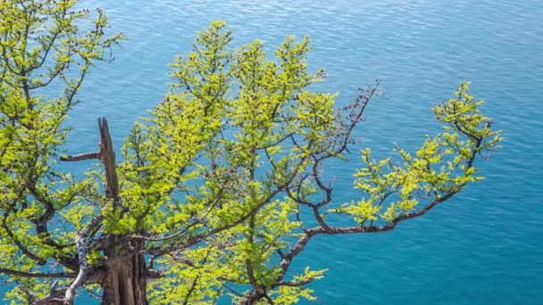 Prores Baikal Lake Shore Rotsen Landschap — Stockvideo