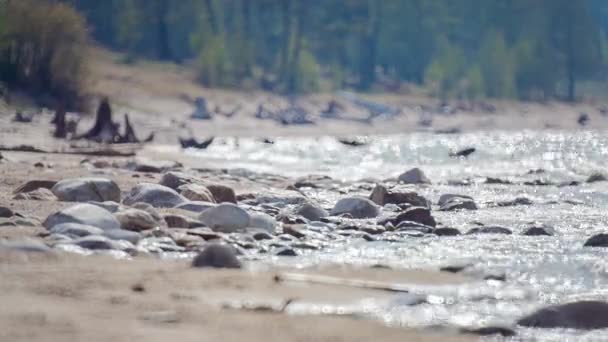 Prores Orilla Del Lago Baikal Rocas Paisaje — Vídeos de Stock