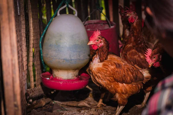 The lifestyle of the farm in the countryside — Stock Photo, Image