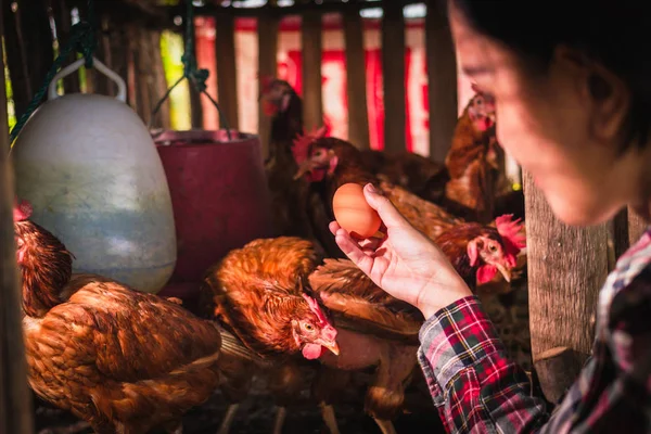 The lifestyle of the farm in the countryside — Stock Photo, Image