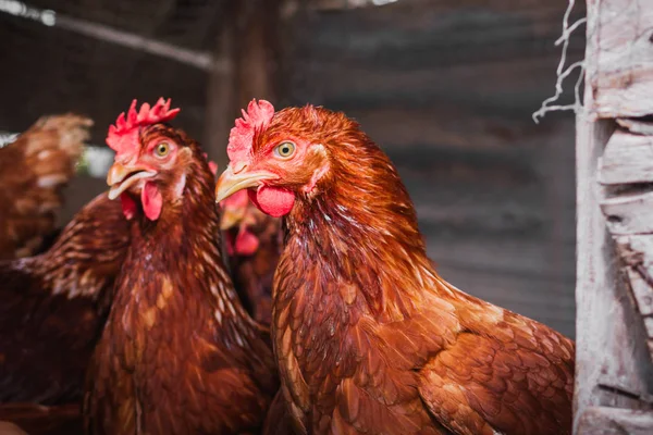 The lifestyle of the farm in the countryside — Stock Photo, Image