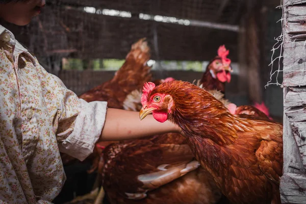 The lifestyle of the farm in the countryside — Stock Photo, Image