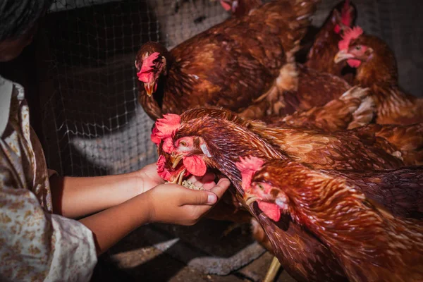 The lifestyle of the farm in the countryside — Stock Photo, Image