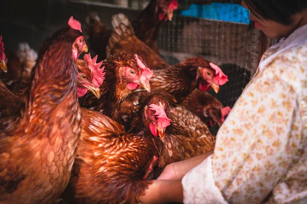 The lifestyle of the farm in the countryside — Stock Photo, Image