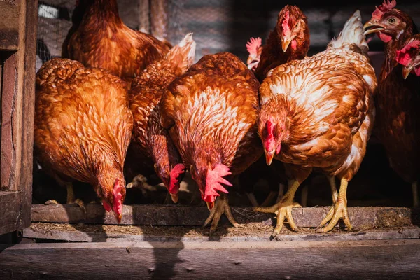 The lifestyle of the farm in the countryside — Stock Photo, Image