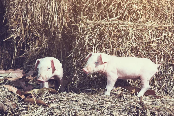 The lifestyle of the farm in the countryside,the little pigs on