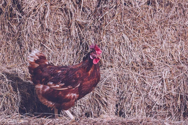 The lifestyle of the farm in the countryside, hens are hatching